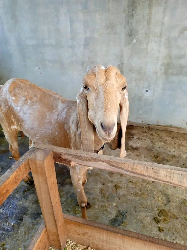 goats — photo 2
