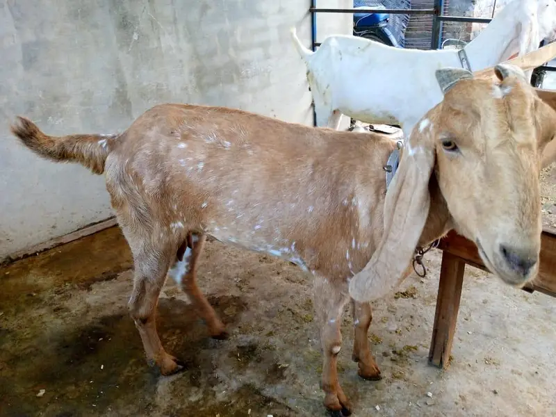goats — photo 4