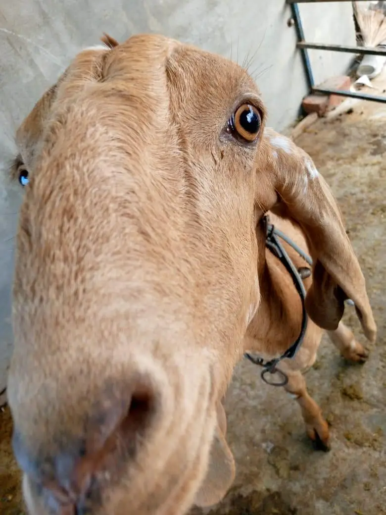 goats — photo 5