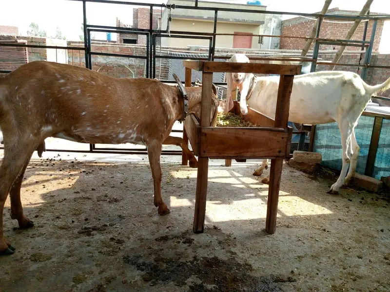 goats — photo 8
