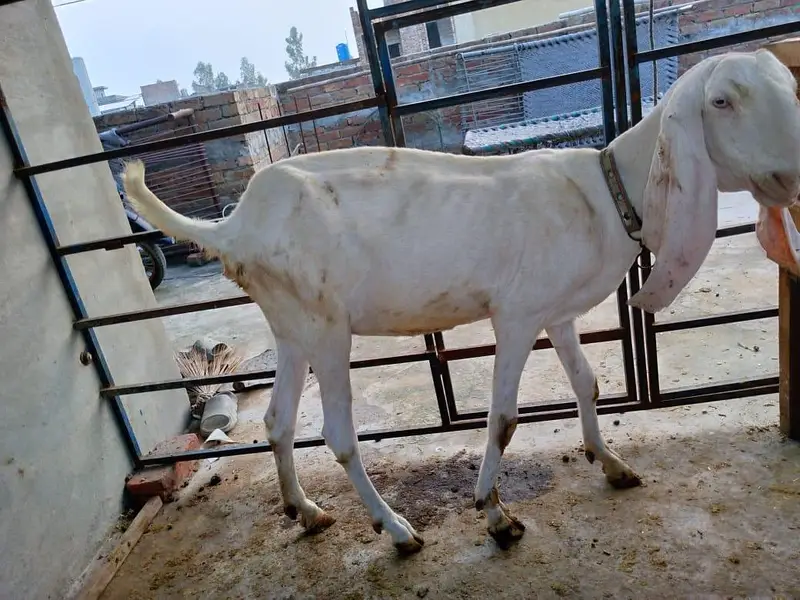 goats — photo 9