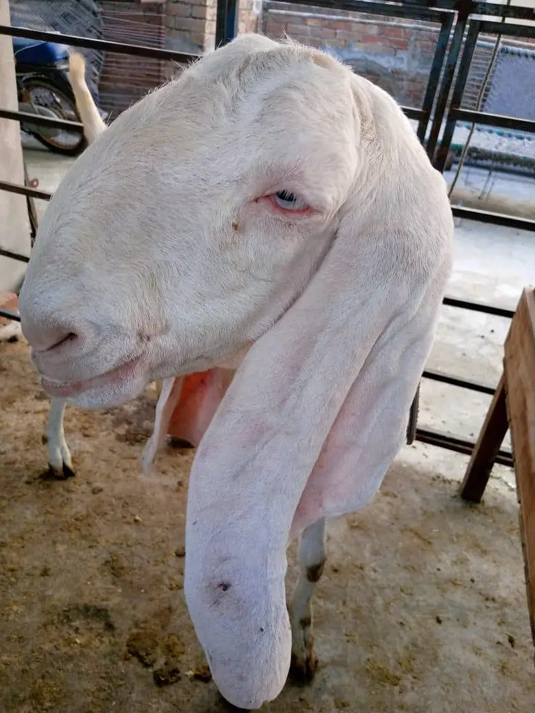 goats — photo 10