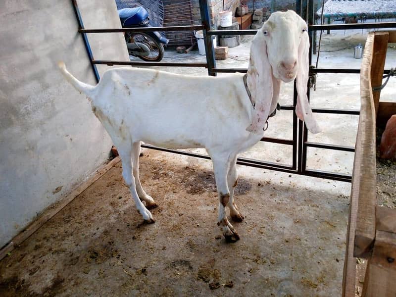 goats 11