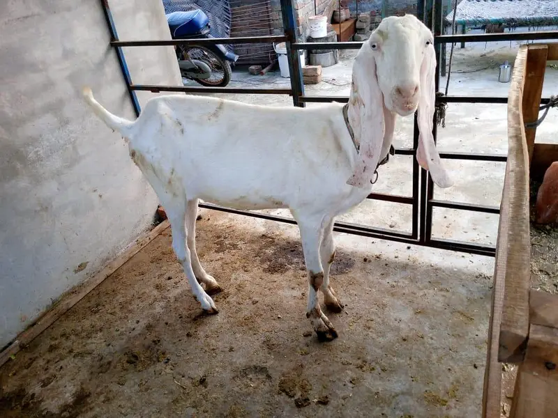 goats — photo 12