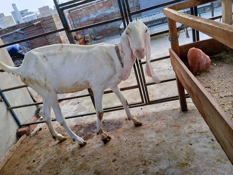 goats 12