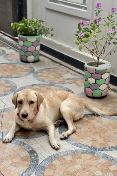 Female Labrador Retriever