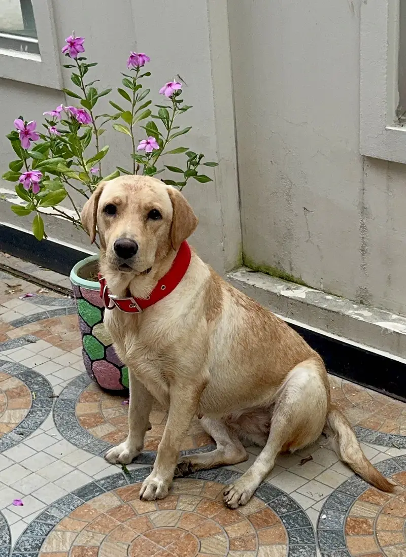 Female Labrador Retriever for Sale – BELA — photo 2