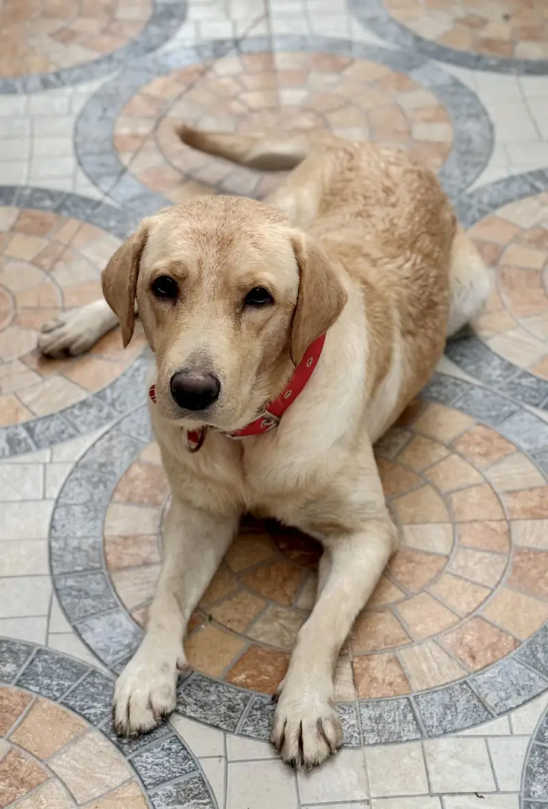 Female Labrador Retriever for Sale – BELA — photo 3