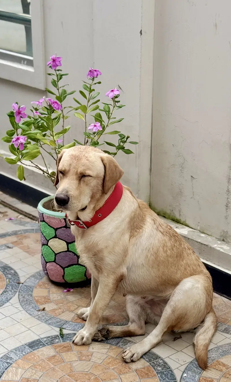 Female Labrador Retriever for Sale – BELA — photo 4
