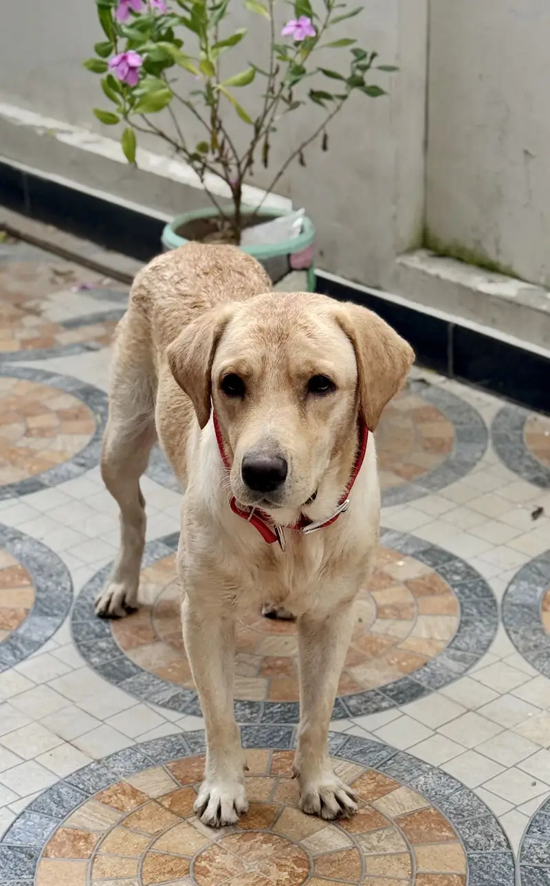 Female Labrador Retriever for Sale – BELA — photo 5