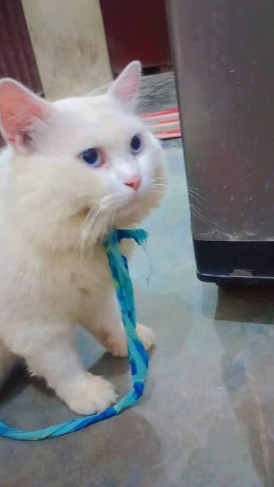 Persian cat