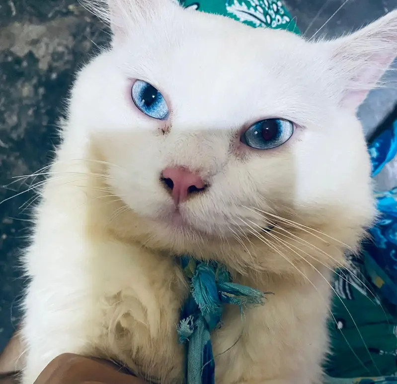 Persian cat — photo 2