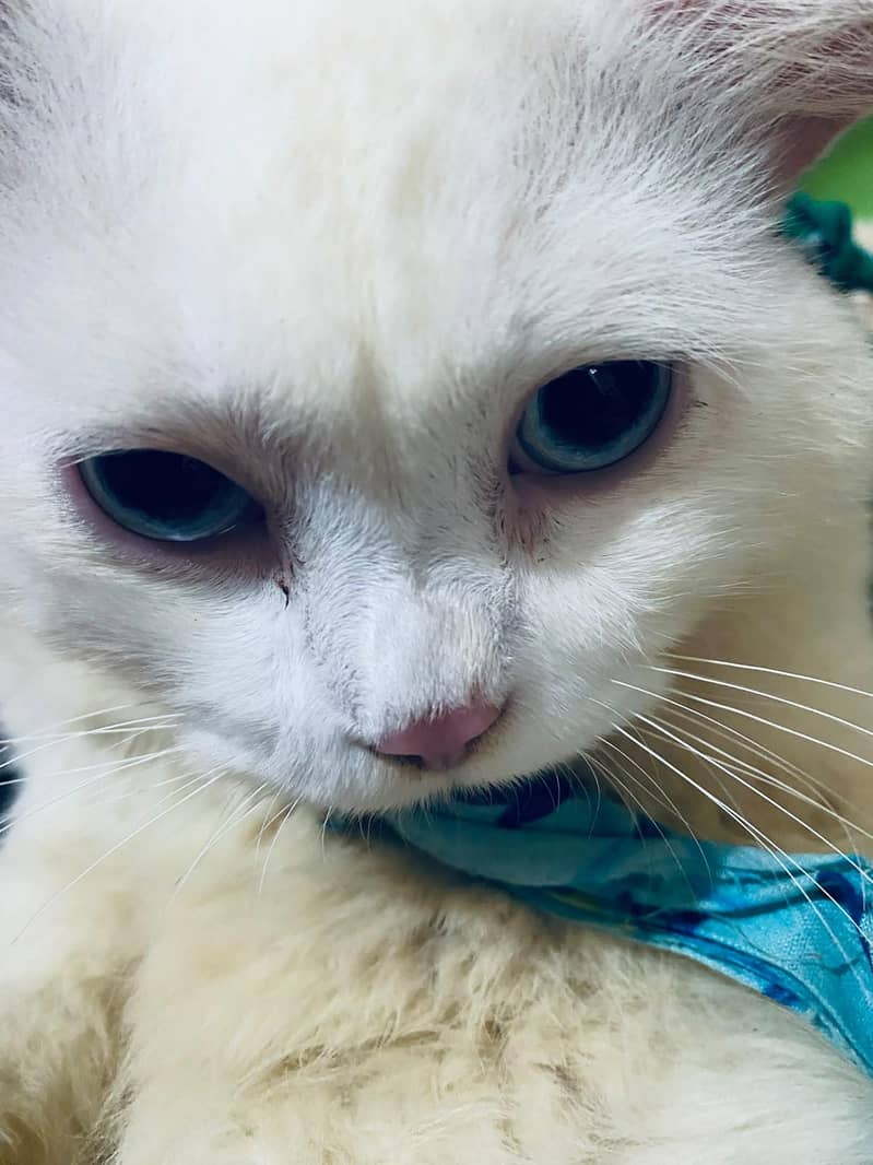 Persian cat 2