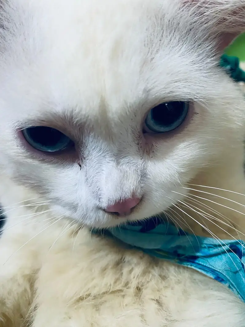 Persian cat — photo 3