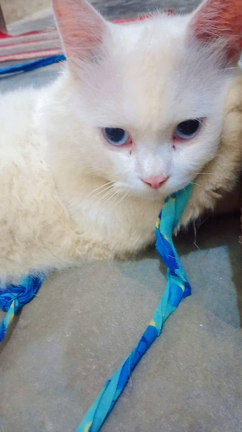 Persian cat 3