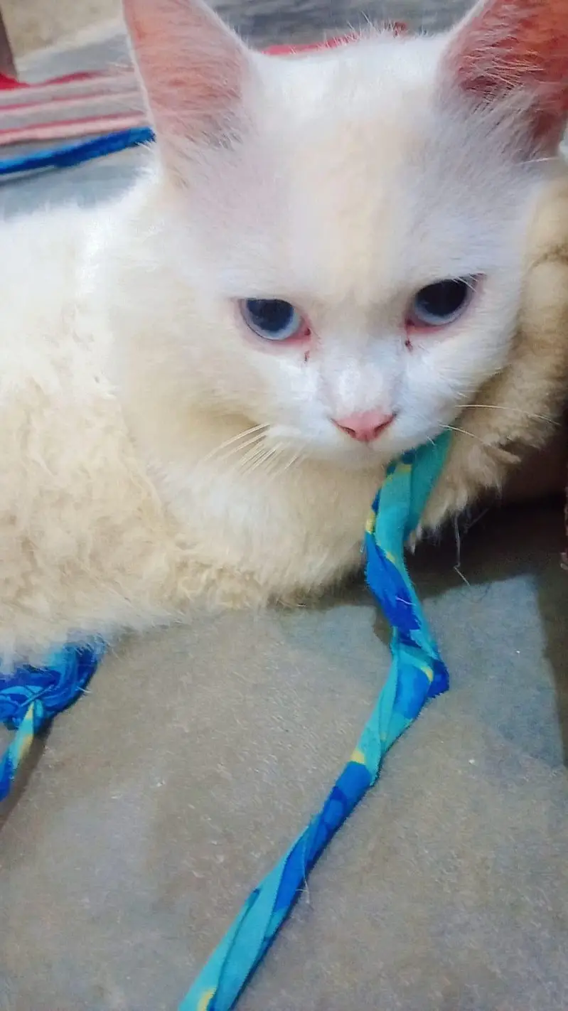 Persian cat — photo 4