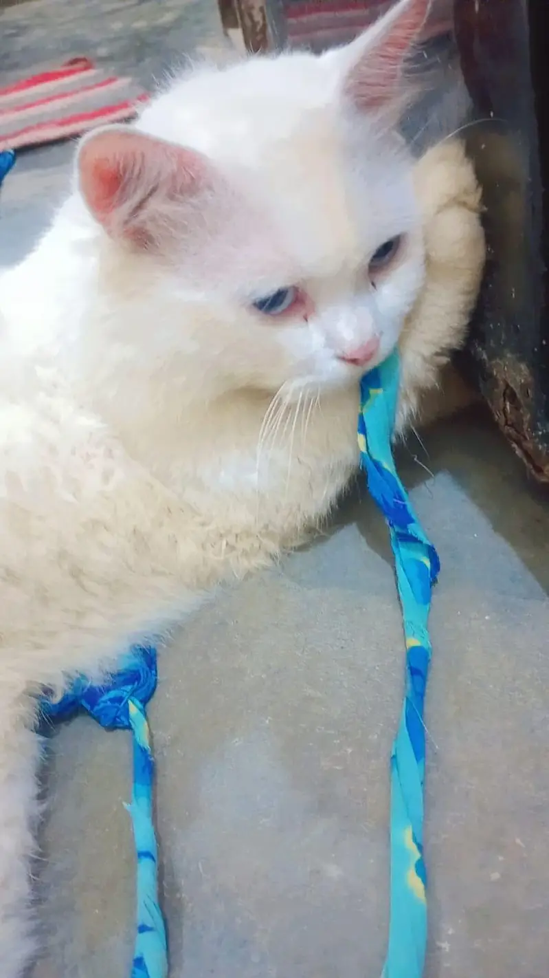 Persian cat — photo 5