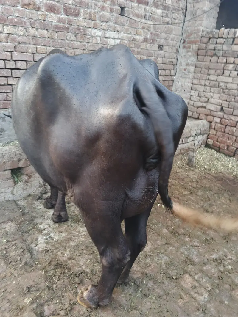 2 bhanc hy 1taza soi sath katta hy ik ky pichly bacha ni hy — photo 3