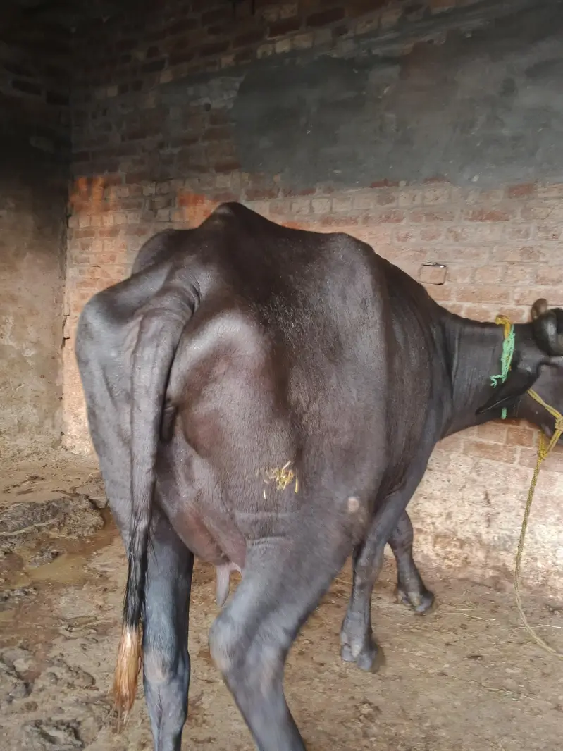 2 bhanc hy 1taza soi sath katta hy ik ky pichly bacha ni hy — photo 4