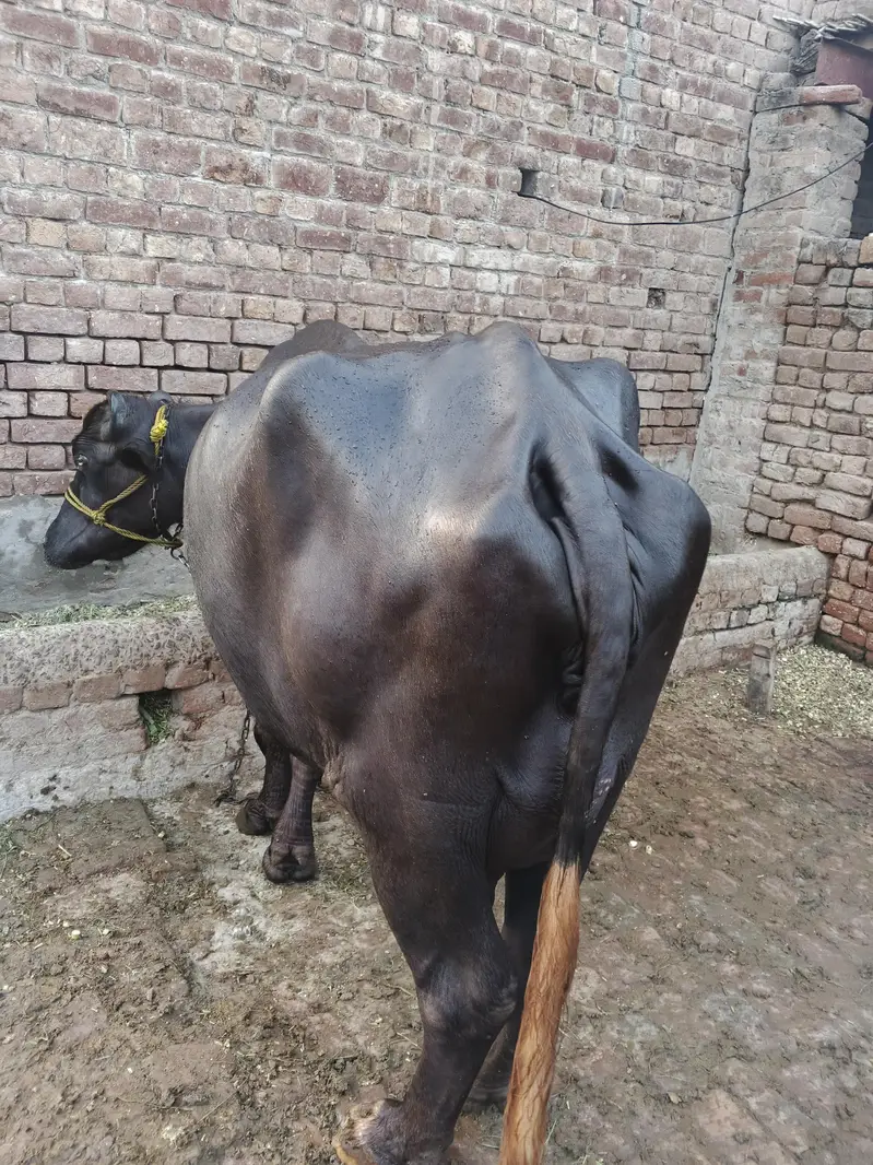 2 bhanc hy 1taza soi sath katta hy ik ky pichly bacha ni hy — photo 5