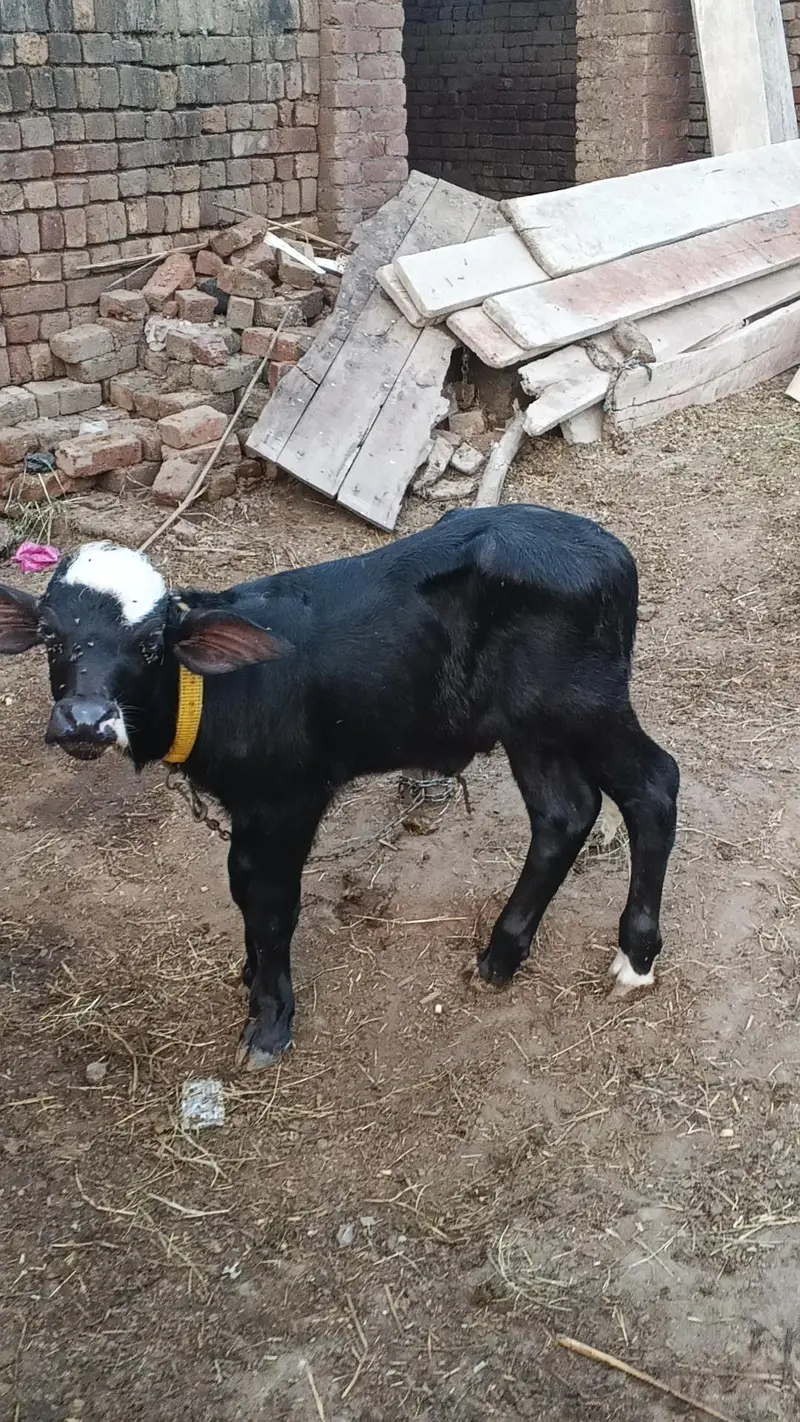 2 bhanc hy 1taza soi sath katta hy ik ky pichly bacha ni hy — photo 7