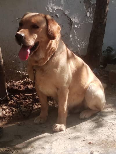 lebrador dog