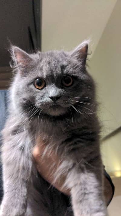 Persian Long Coat Female