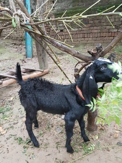 black bakrota available
