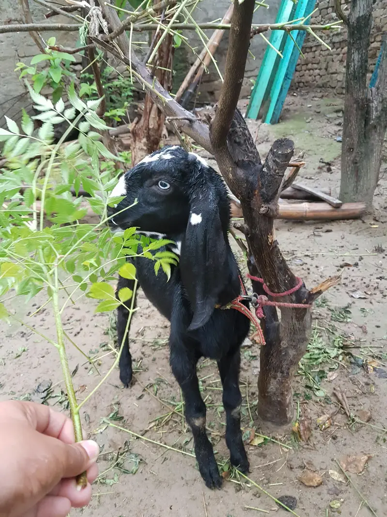 black bakrota available — photo 2