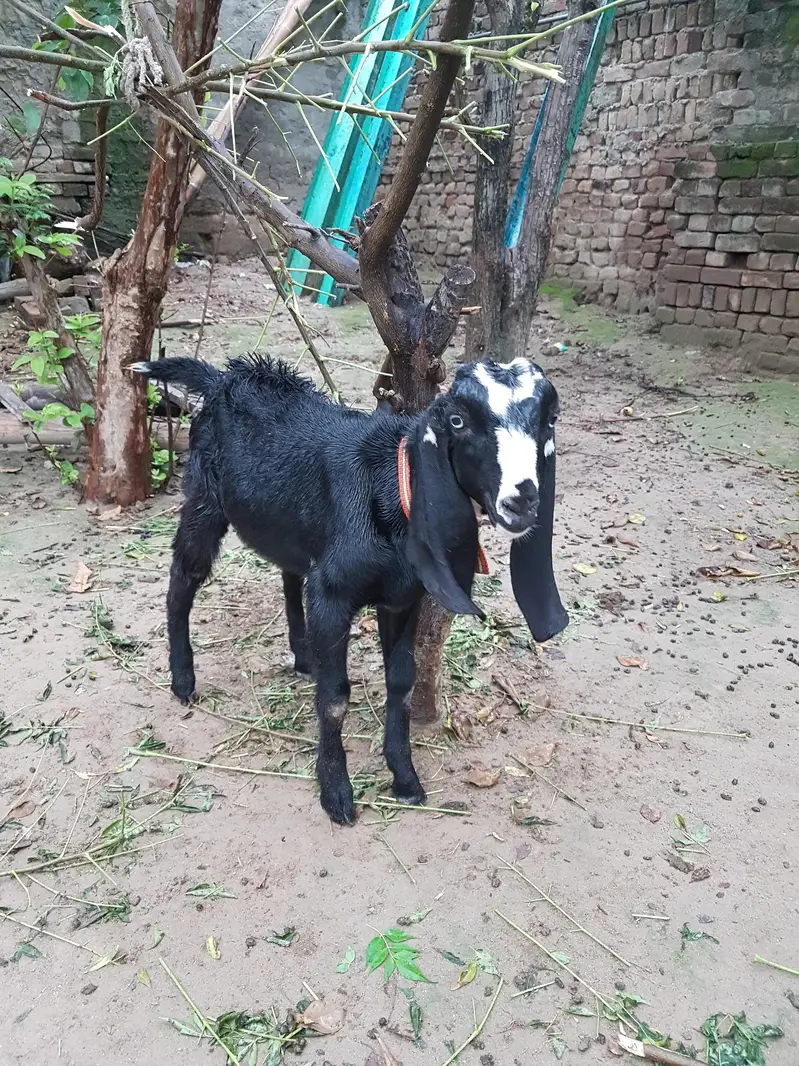 black bakrota available — photo 3