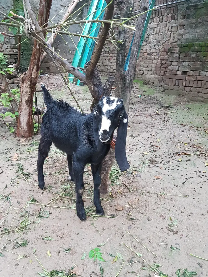 black bakrota available — photo 4