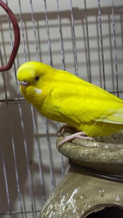 3 females + 2 males with big size Cage 2 handi or handcrafted jhoola