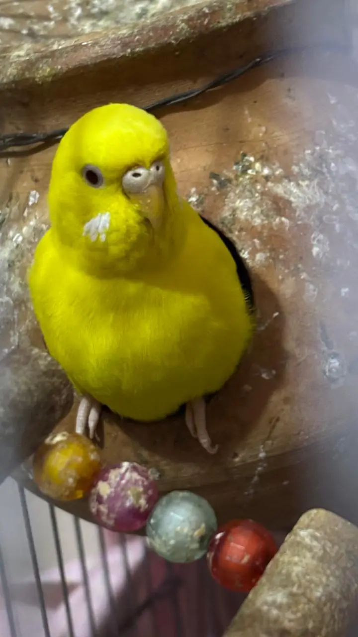 3 females + 2 males with big size Cage 2 handi or handcrafted jhoola — photo 2