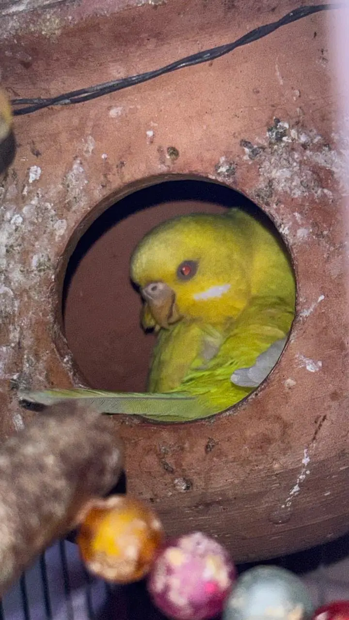 3 females + 2 males with big size Cage 2 handi or handcrafted jhoola — photo 3