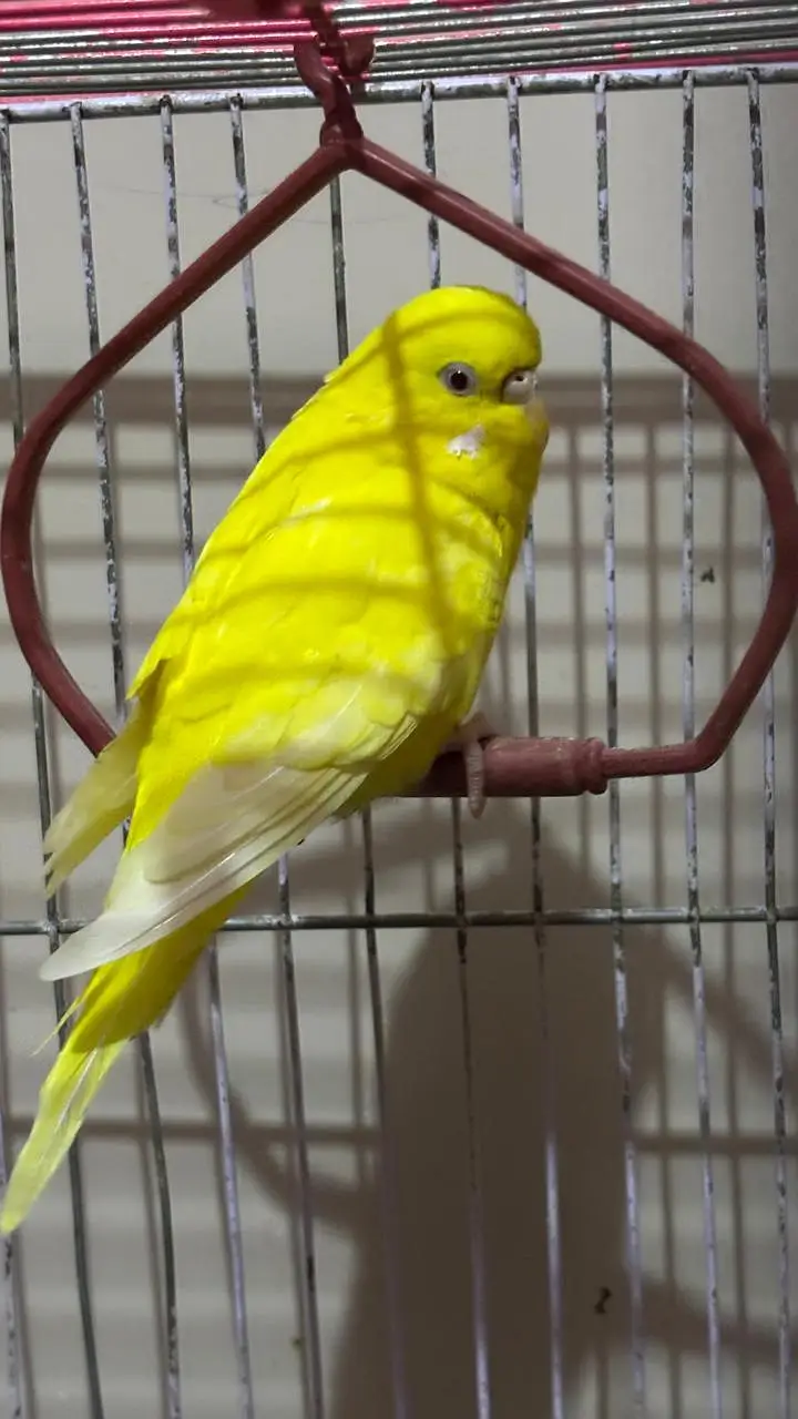 3 females + 2 males with big size Cage 2 handi or handcrafted jhoola — photo 5