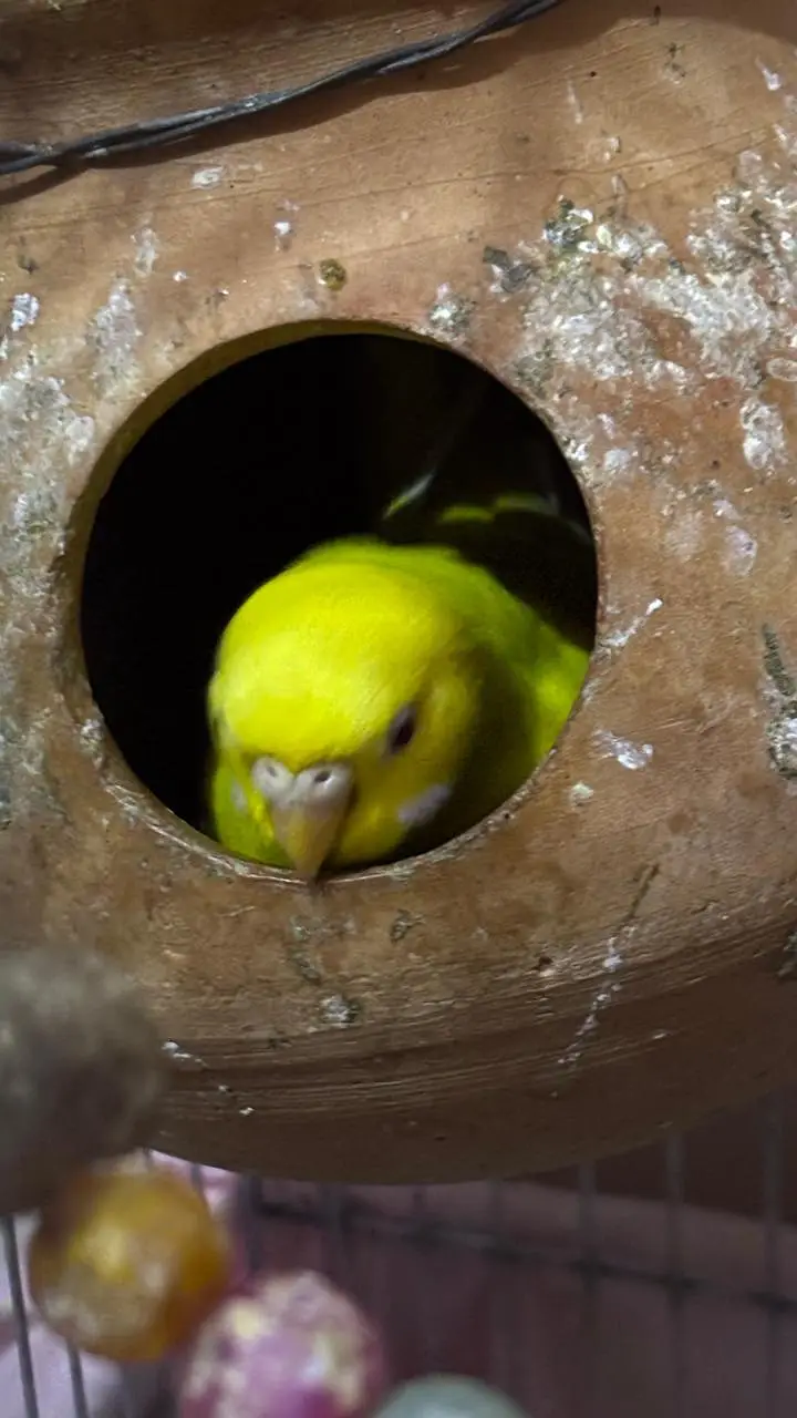 3 females + 2 males with big size Cage 2 handi or handcrafted jhoola — photo 6