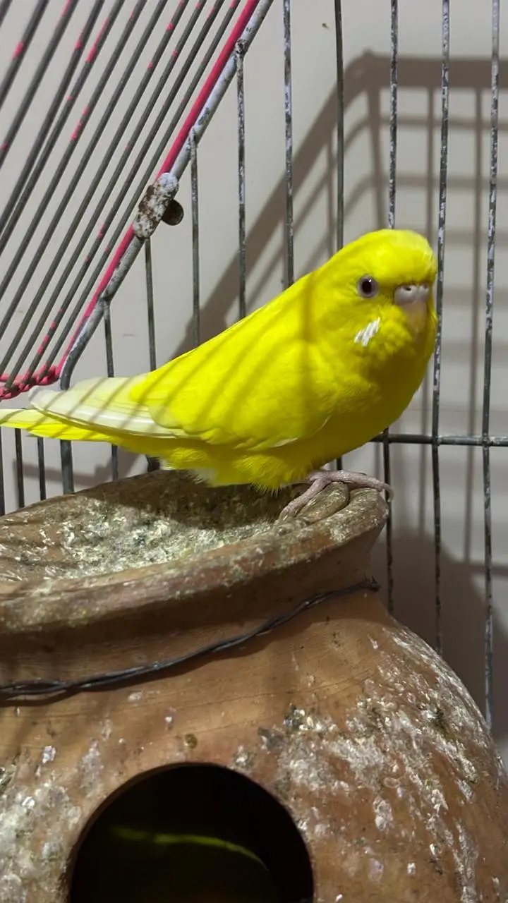 3 females + 2 males with big size Cage 2 handi or handcrafted jhoola — photo 7