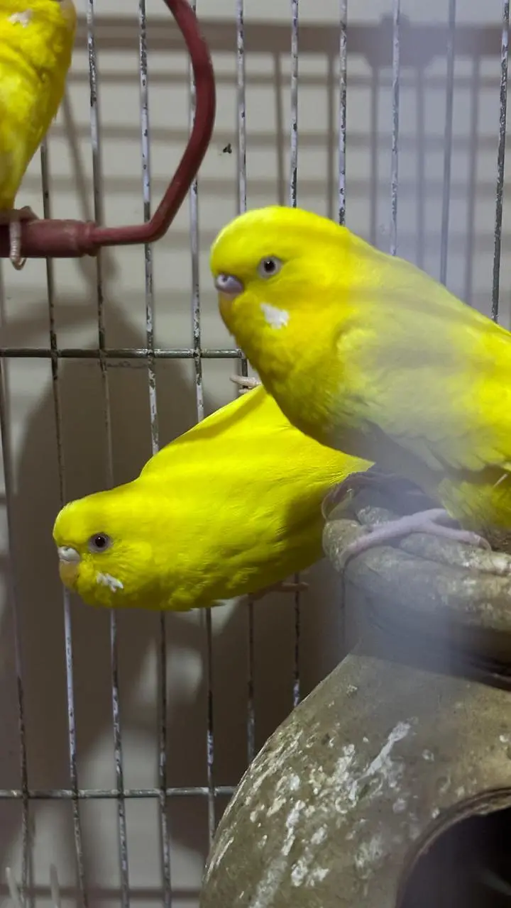 3 females + 2 males with big size Cage 2 handi or handcrafted jhoola — photo 8