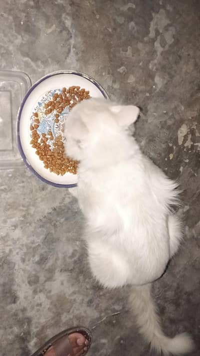 PERSIAN MALE CAT WHITE COLOR AVAILABLE FOR FREE