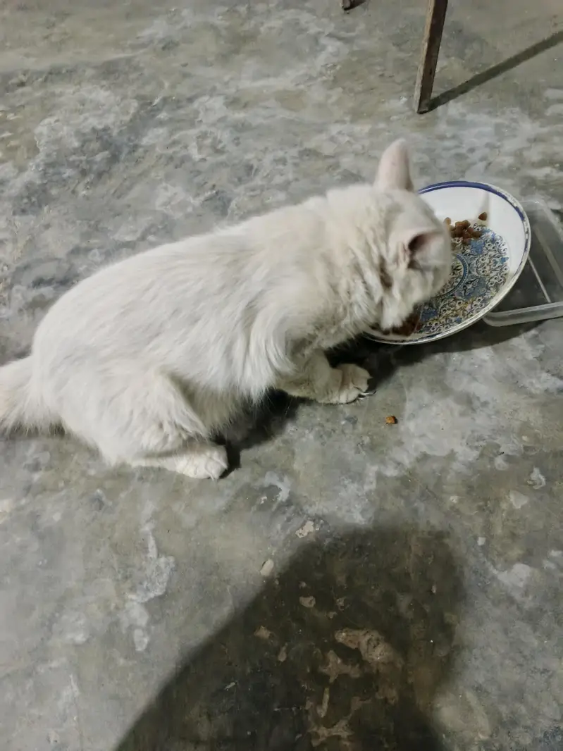 PERSIAN MALE CAT WHITE COLOR AVAILABLE FOR FREE — photo 2