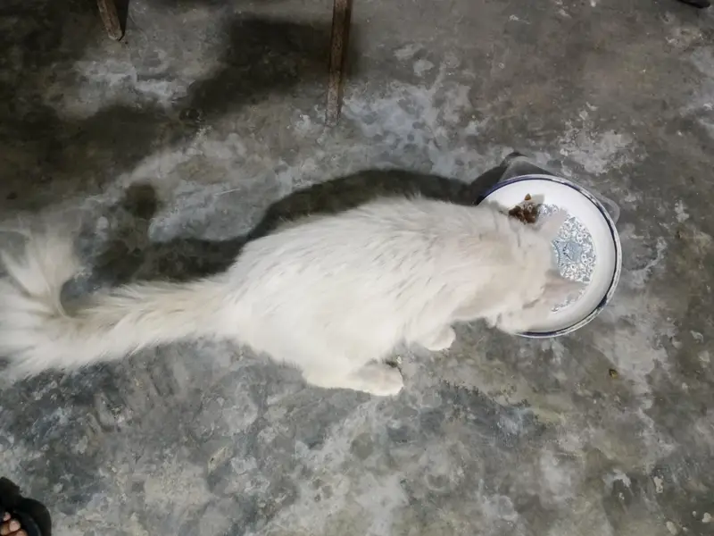 PERSIAN MALE CAT WHITE COLOR AVAILABLE FOR FREE — photo 3
