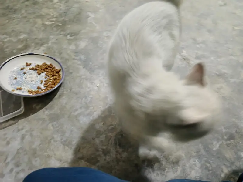 PERSIAN MALE CAT WHITE COLOR AVAILABLE FOR FREE — photo 4
