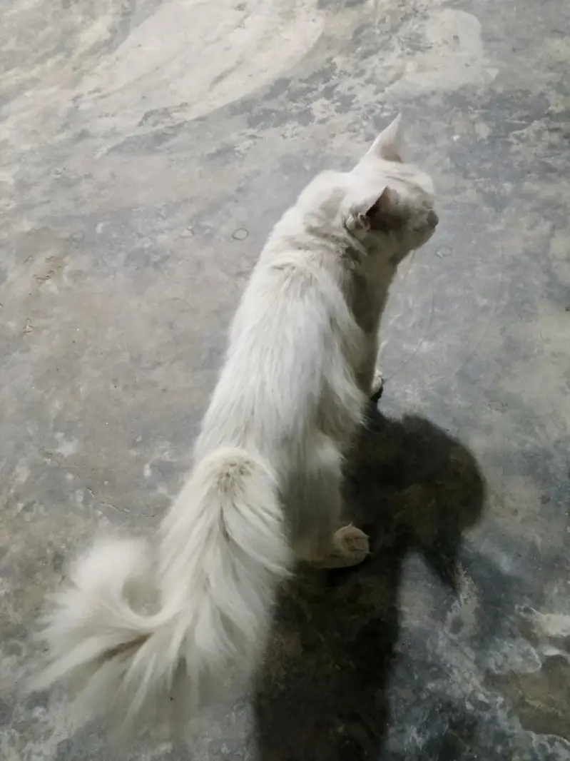 PERSIAN MALE CAT WHITE COLOR AVAILABLE FOR FREE — photo 5