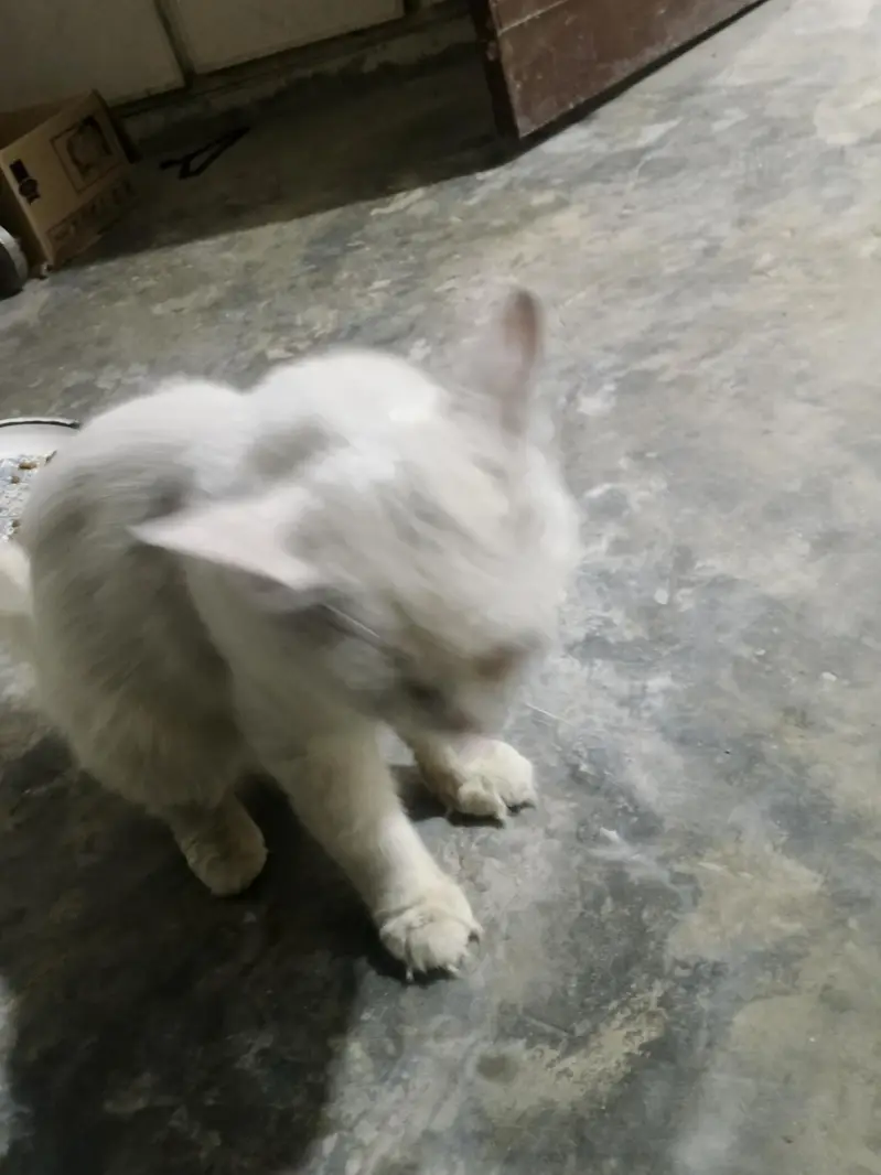 PERSIAN MALE CAT WHITE COLOR AVAILABLE FOR FREE — photo 6