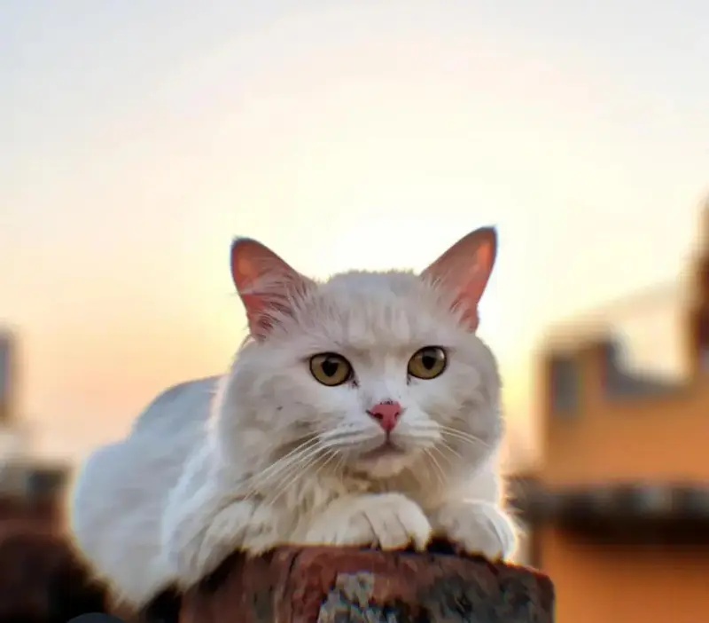 PERSIAN MALE CAT WHITE COLOR AVAILABLE FOR FREE — photo 7