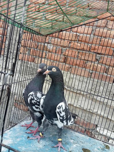 Healthy Rampuri Kabootar Pair with 2 Babies for Sale