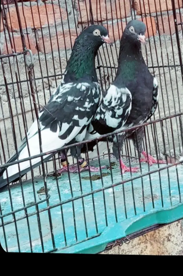 Healthy Rampuri Kabootar Pair with 2 Babies for Sale — photo 2