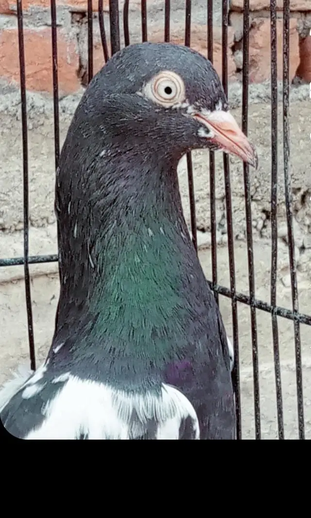 Healthy Rampuri Kabootar Pair with 2 Babies for Sale — photo 3