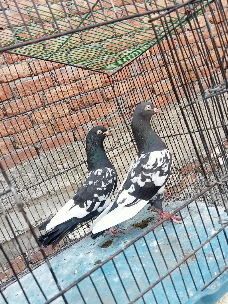 Healthy Rampuri Kabootar Pair with 2 Babies for Sale — photo 4