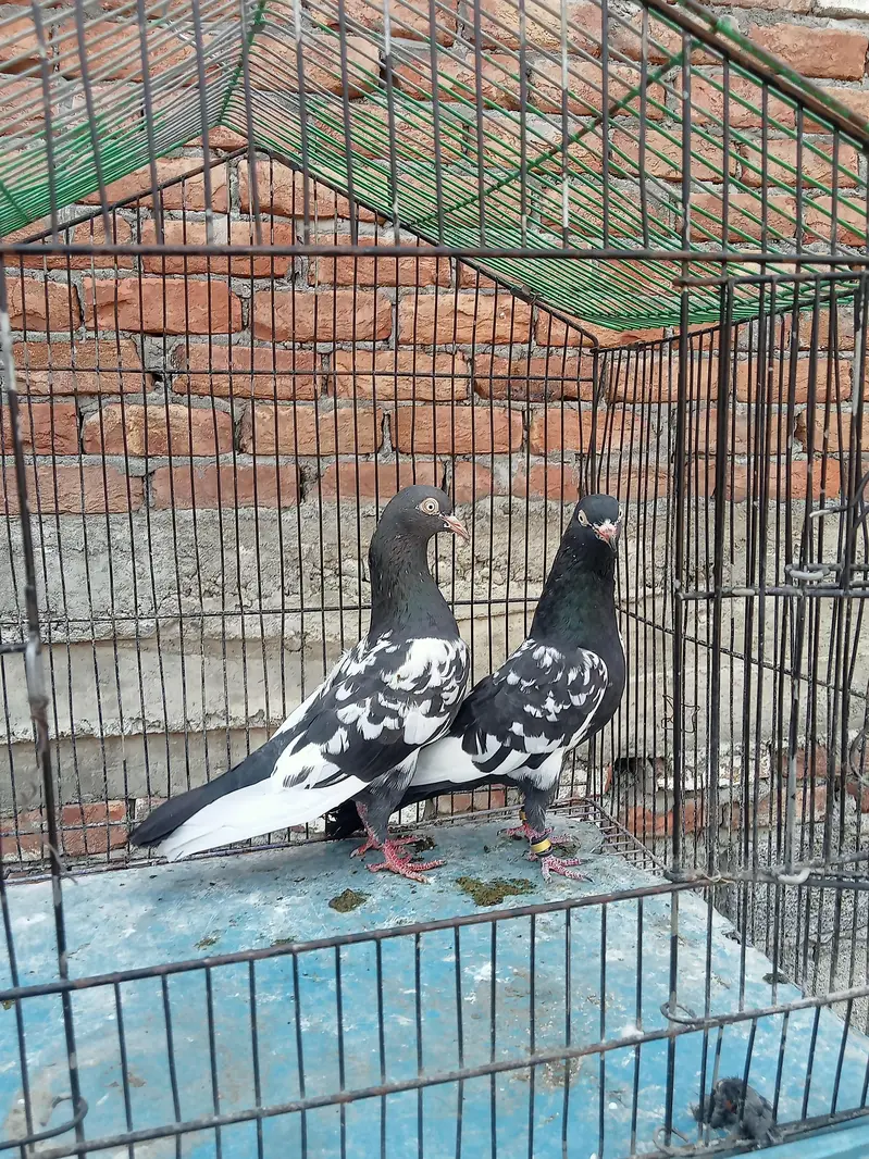 Healthy Rampuri Kabootar Pair with 2 Babies for Sale — photo 5